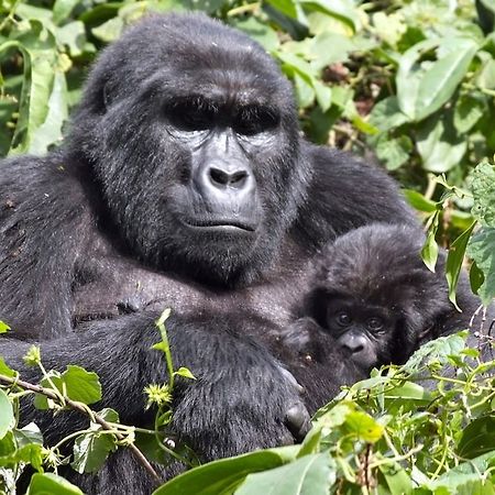 Silverback Lodge Buhoma 외부 사진