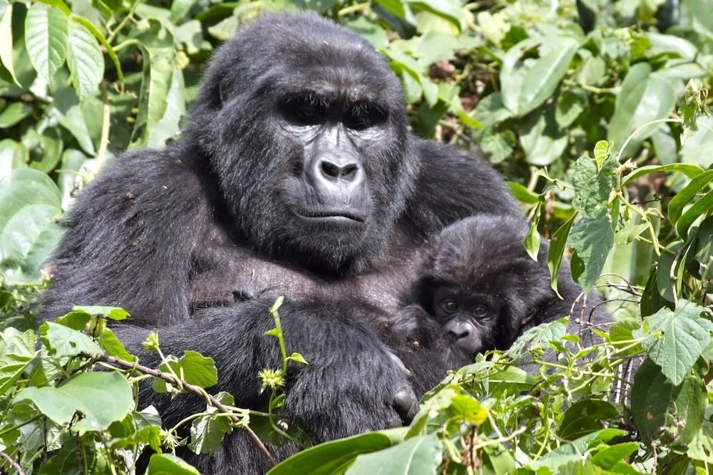 Silverback Lodge Buhoma 외부 사진